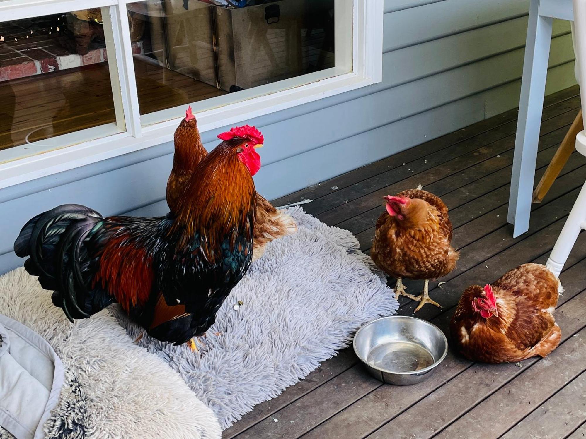 Farm Stay Maple Cottage At Wilindi Estate Tyabb 외부 사진