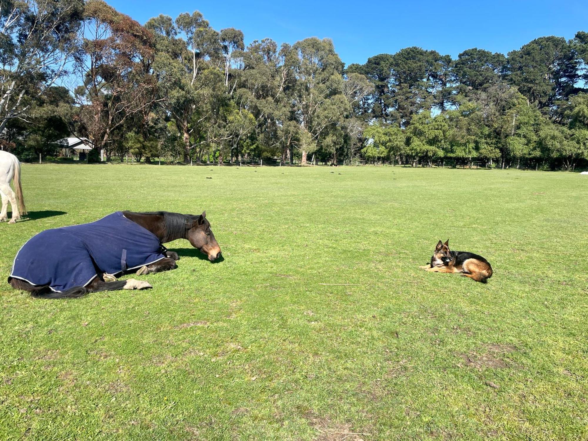 Farm Stay Maple Cottage At Wilindi Estate Tyabb 외부 사진
